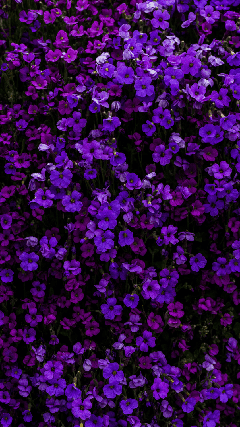 Purple Aesthetic Wallpaper Vibes / Purple Aesthetic Hd, vibe